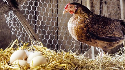 eggproducation1