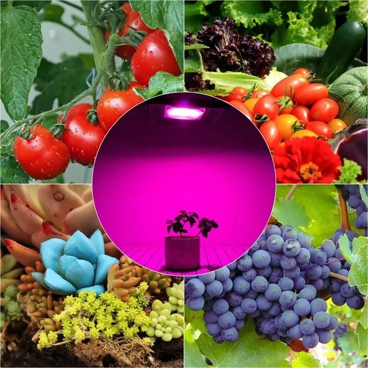 100w Cob Led Grow Light application