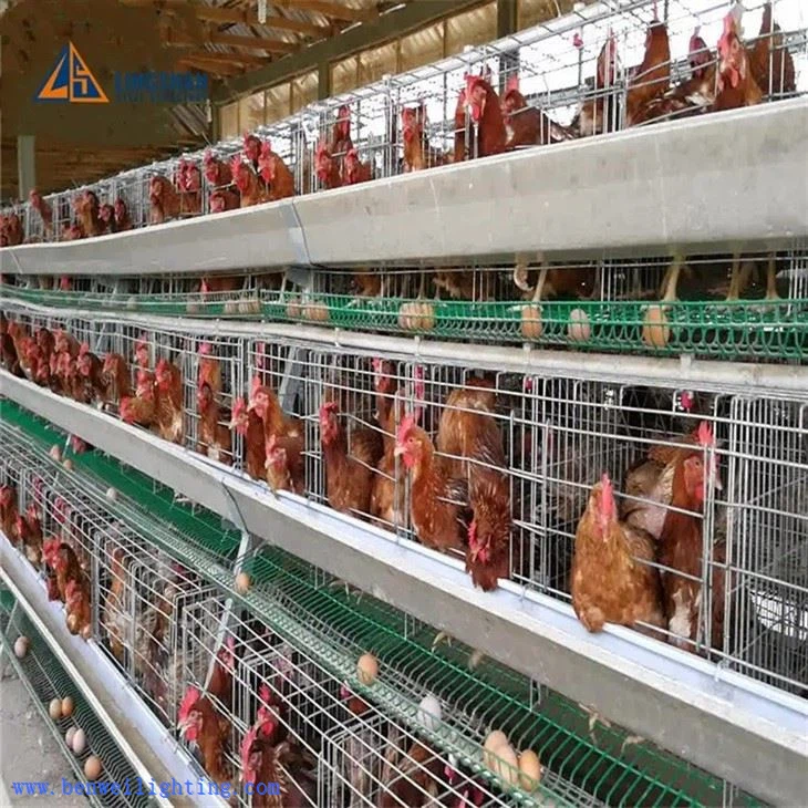 5 Years Poultry Light