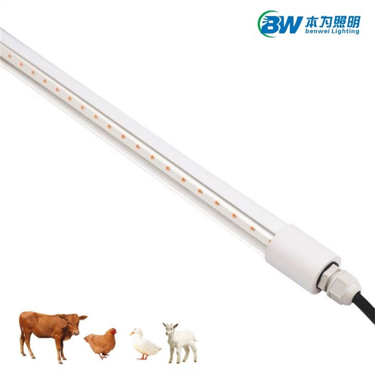 Chicken Led Light 20W