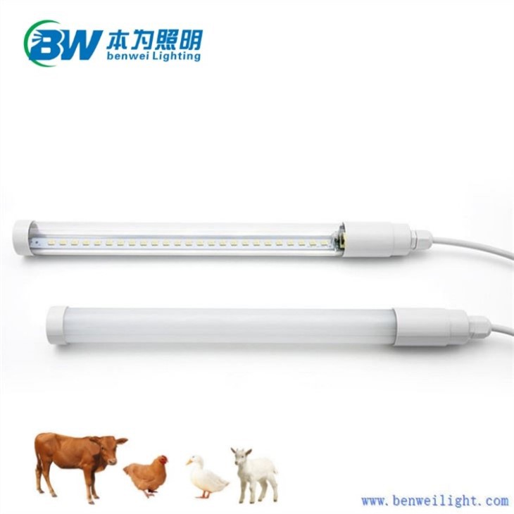 blue light for chickens